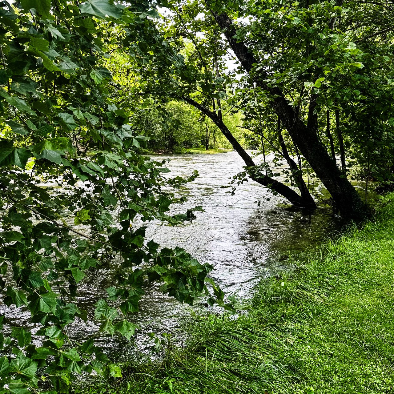 Jackson River in Covington