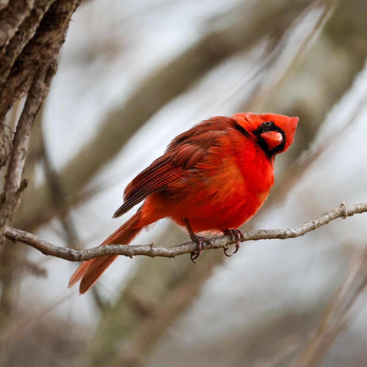 Terryphoto spot birds